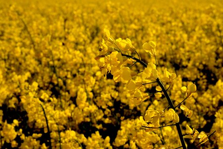 Yellow rape blossom spring
