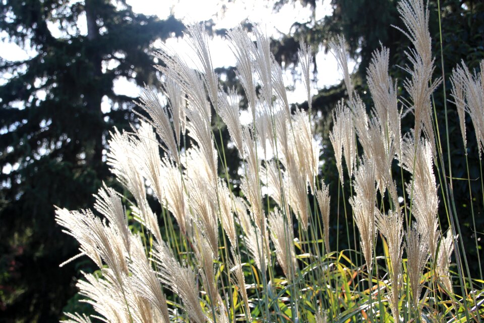 Season gardening nature