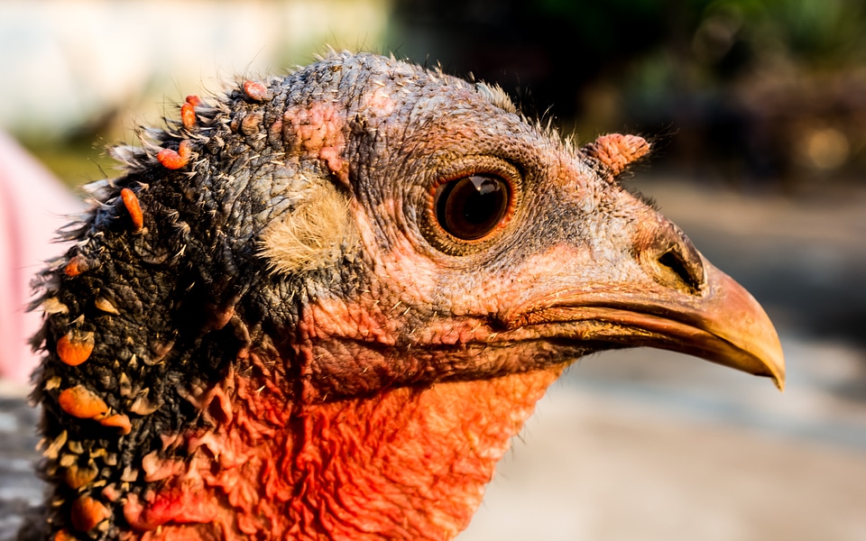 Turkey bird Free photos