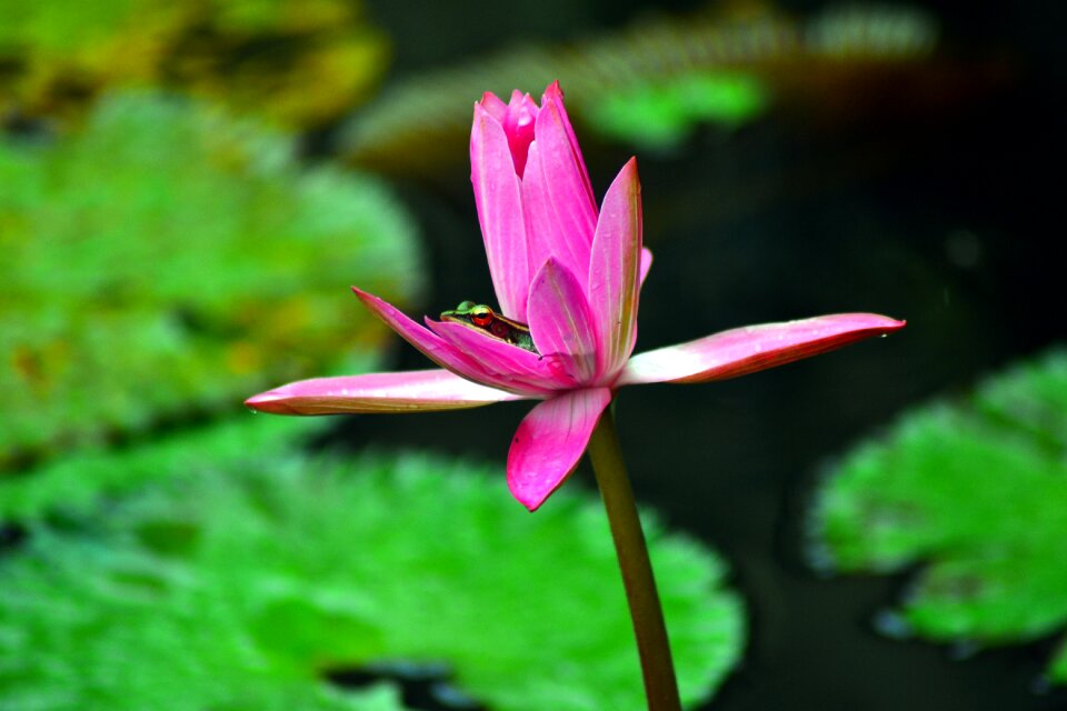 Frog lotus