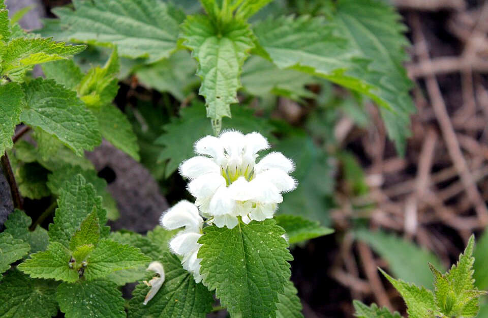 Spring flowering nettle flowers nettle