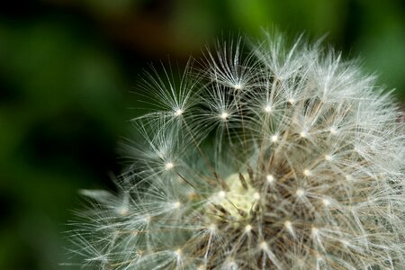 Seeds macro summer