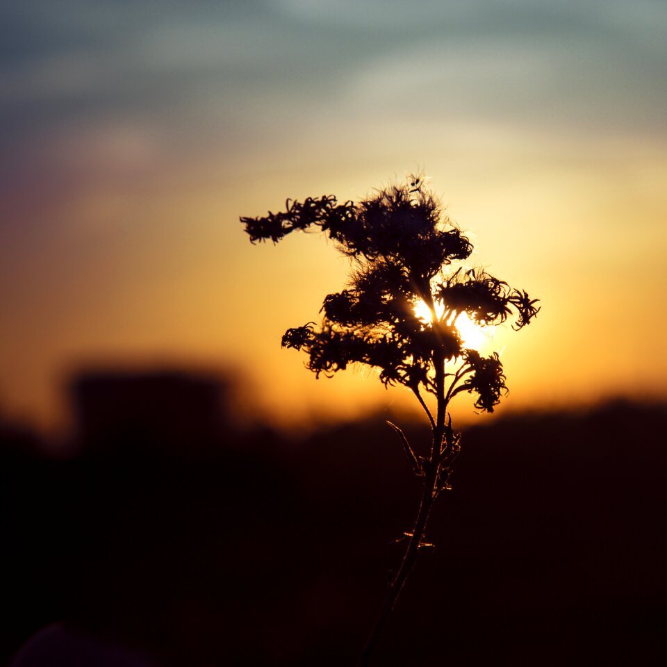 Contrast in the evening flower