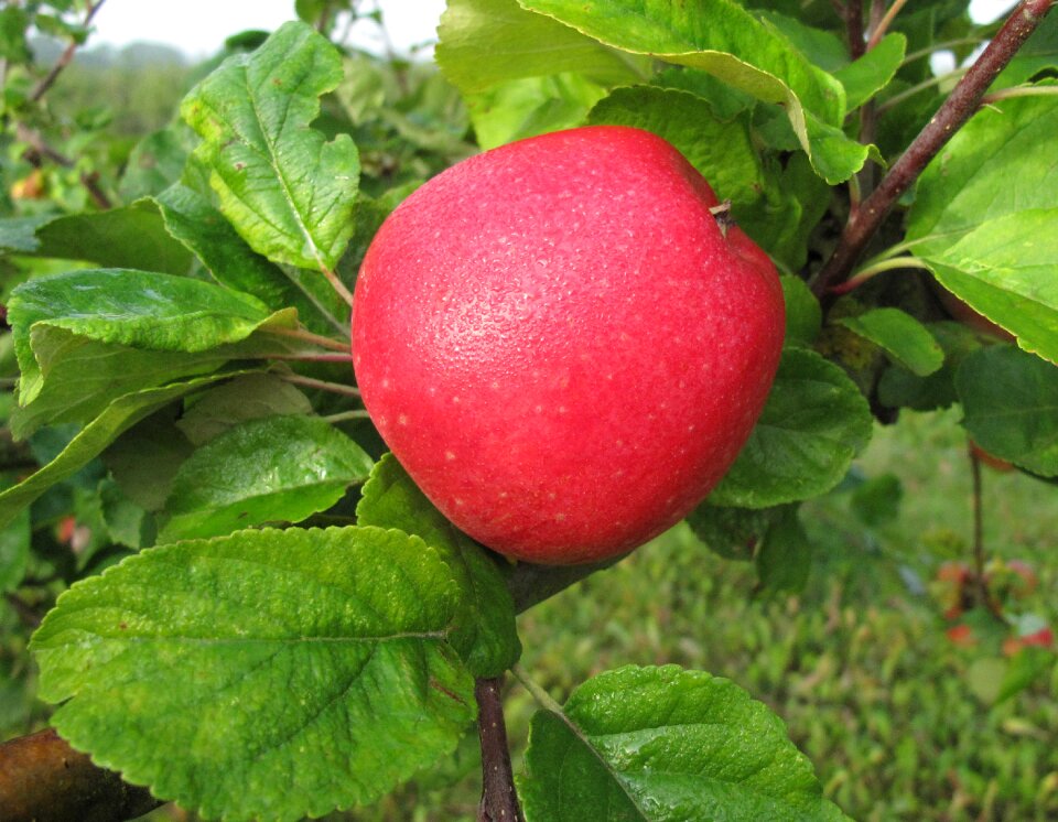 Fruit red apple apple tree