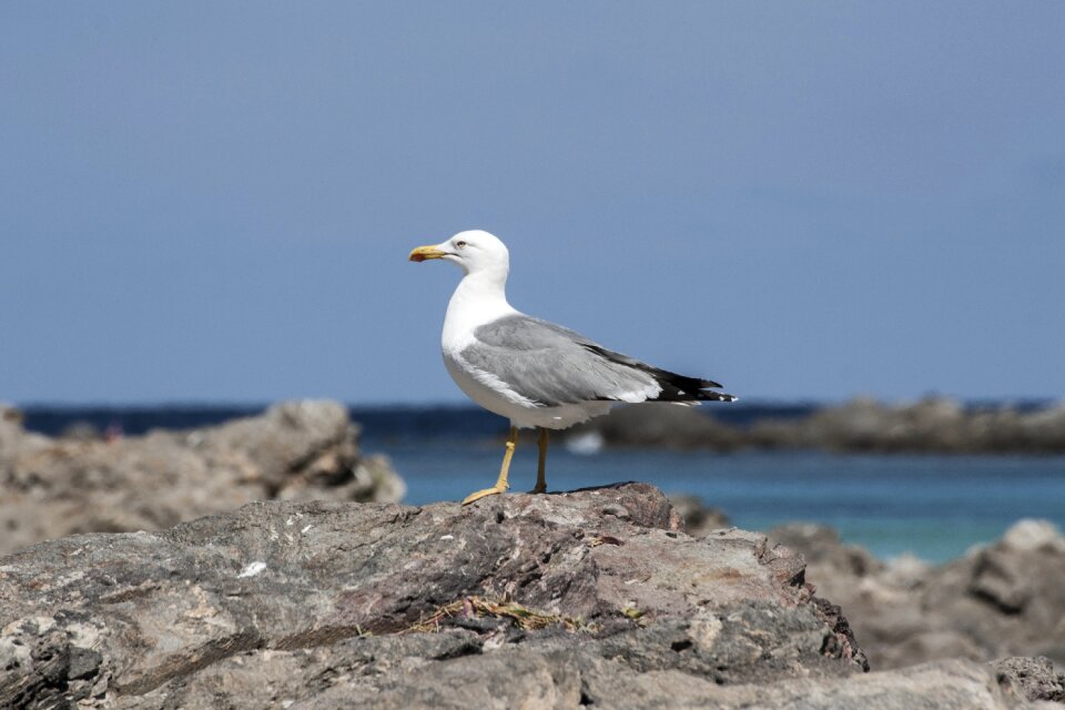 Rocks birds nature