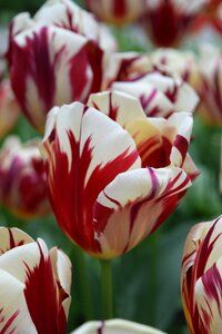 White red holland