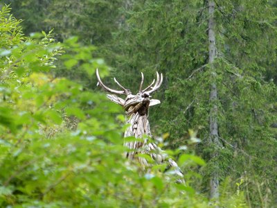 Wild fallow deer nature