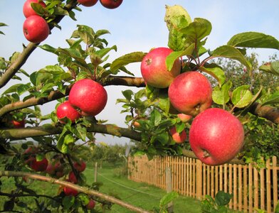 Fruit tree fruits kivik