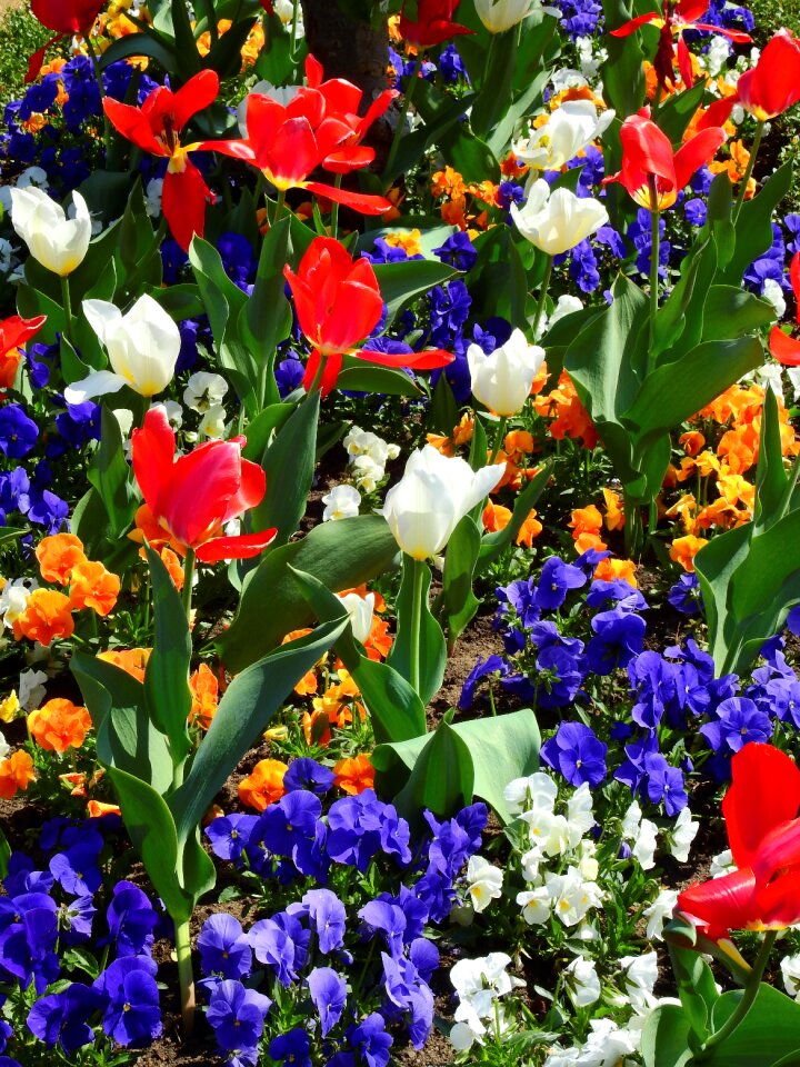 Nature plant garden