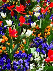 Nature plant garden