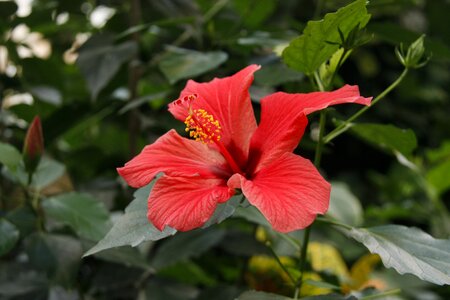 Hibiscus hawaii flower