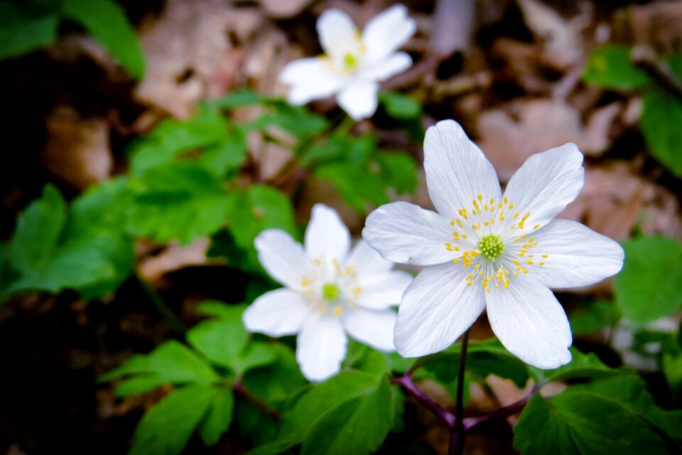 Wood anemone forest spring