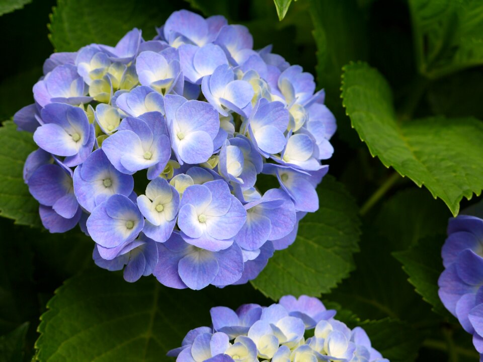 Flower violet