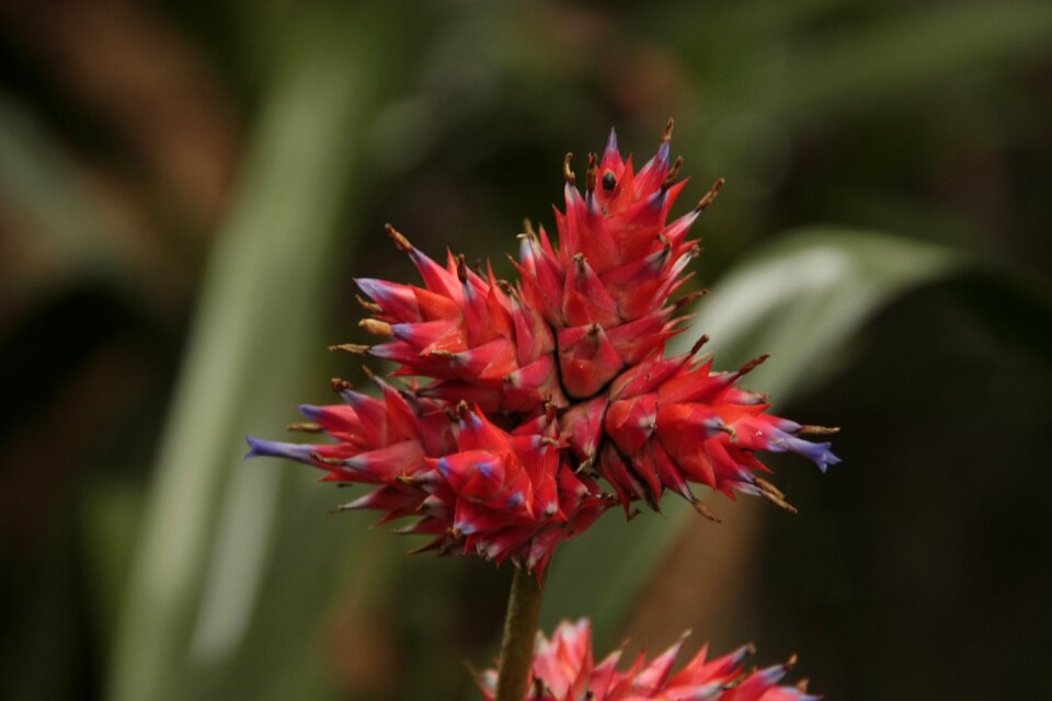 Botanical exotic nature