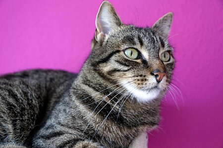 Cat's eyes young animal burn out