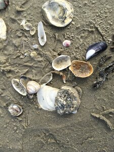 Mussels flotsam coast photo