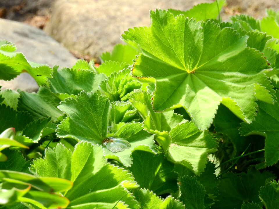 Plant nature green