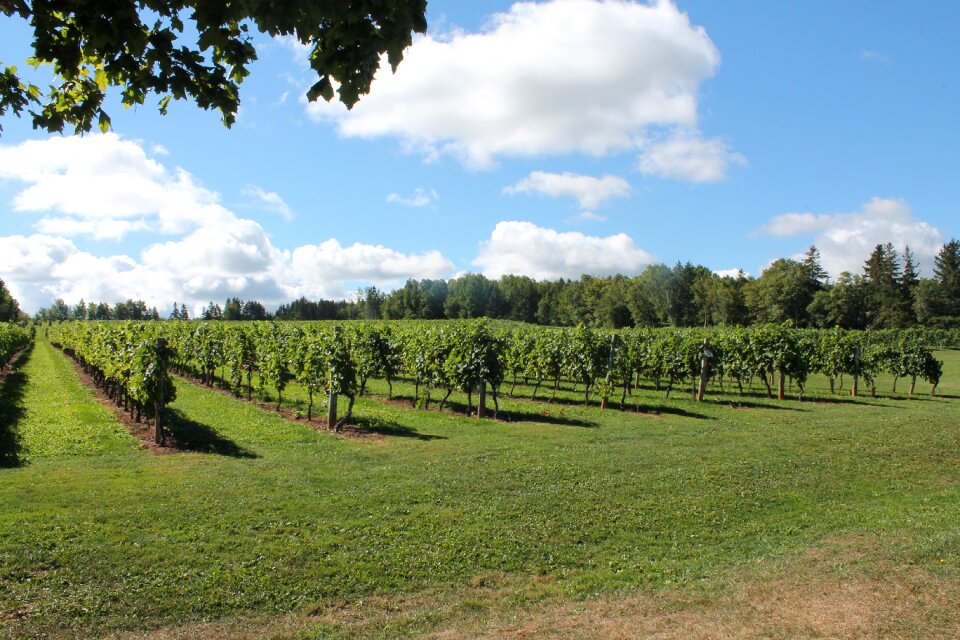 Agriculture winery grapevine