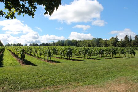 Agriculture winery grapevine photo