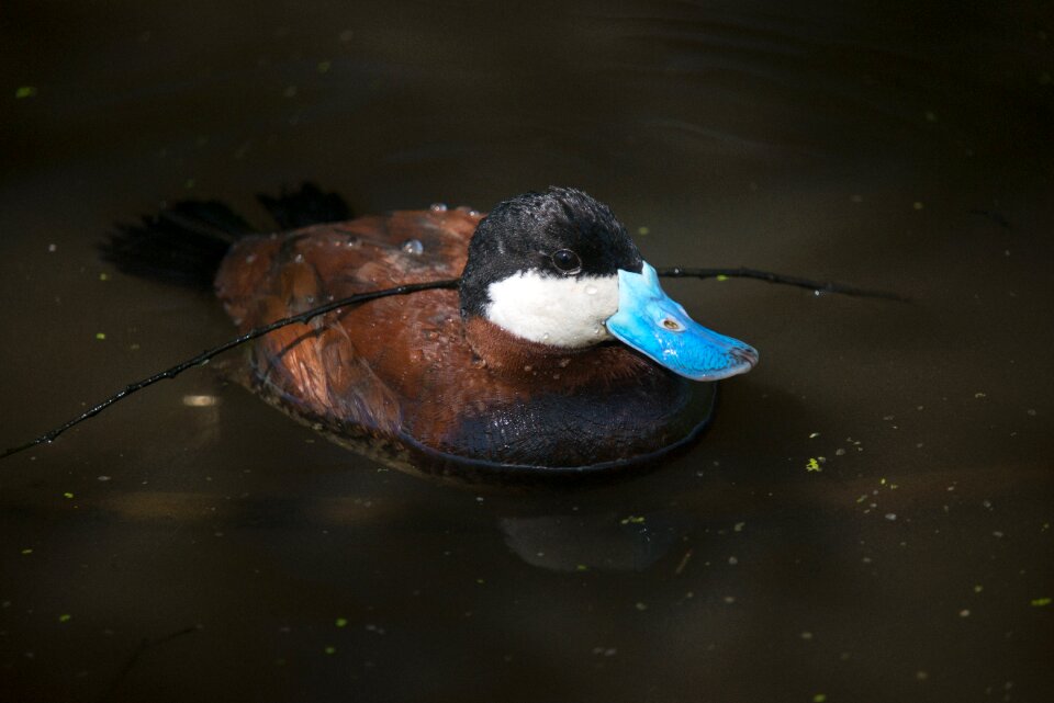 Blue duck