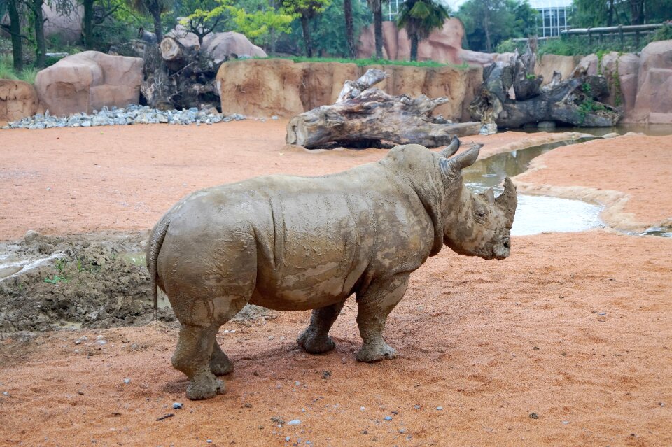 Animal world zoological gardens safari
