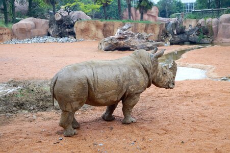 Animal world zoological gardens safari
