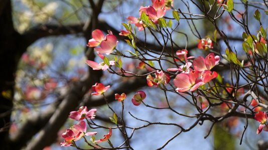 Flower blossom