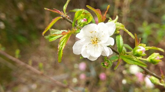 Flowers white plum blossom