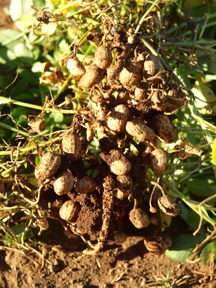 Peanuts nicaragua field