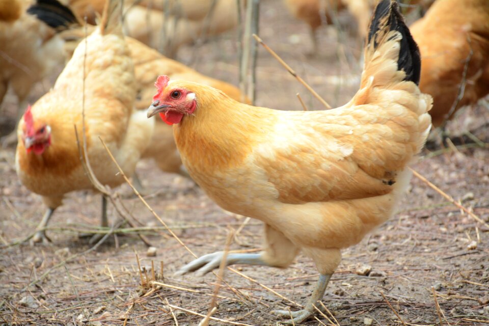 Chicken forest stocking Free photos