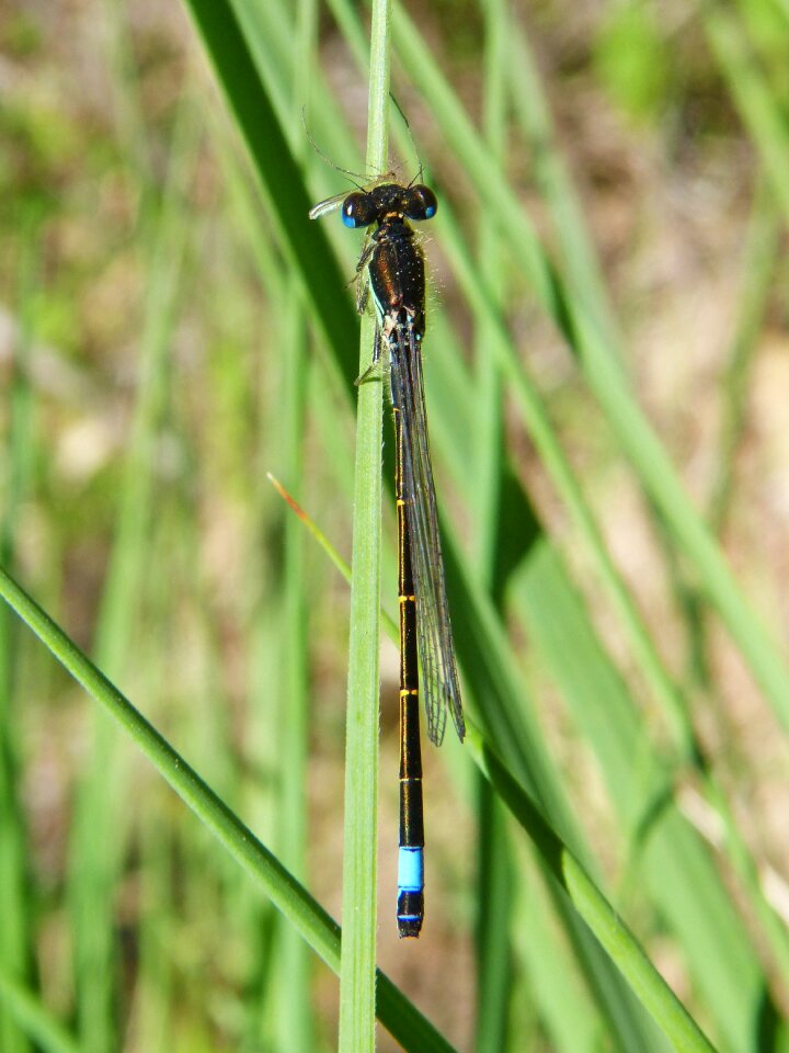 Dragonfly predator damselfly