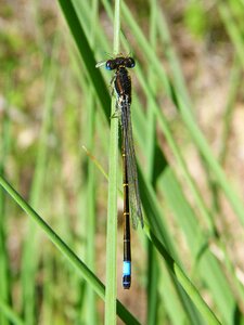 Dragonfly predator damselfly