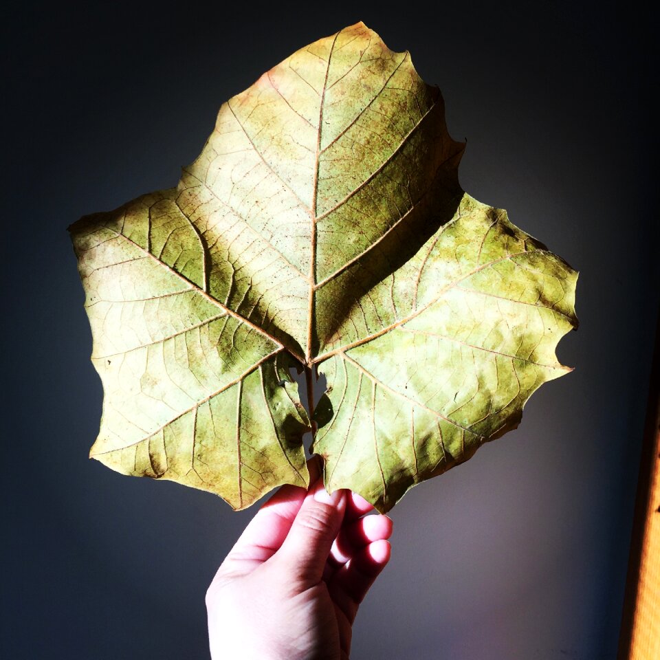 Nature maple green