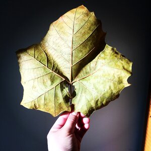 Nature maple green