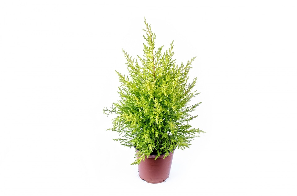 Christmas conifer coniferous