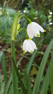 Flower spring