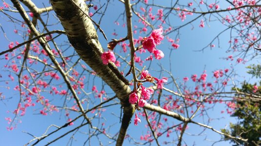 Cherry blossoms spring flowers and plants
