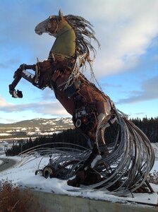 Whitehorse yukon horse