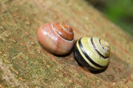 Macro garden
