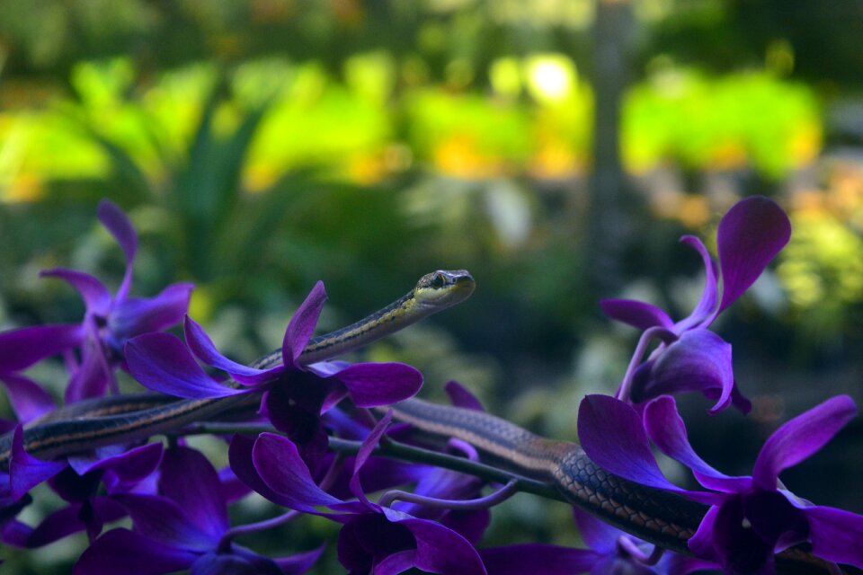 On orchids