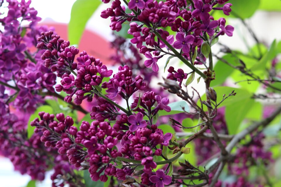 Spring blossom bloom