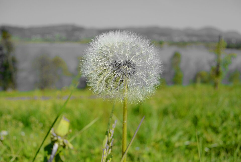 Faded pollen flower