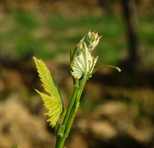 Small plant spring