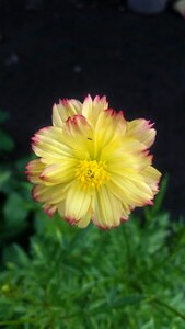 Beautiful flower beautiful