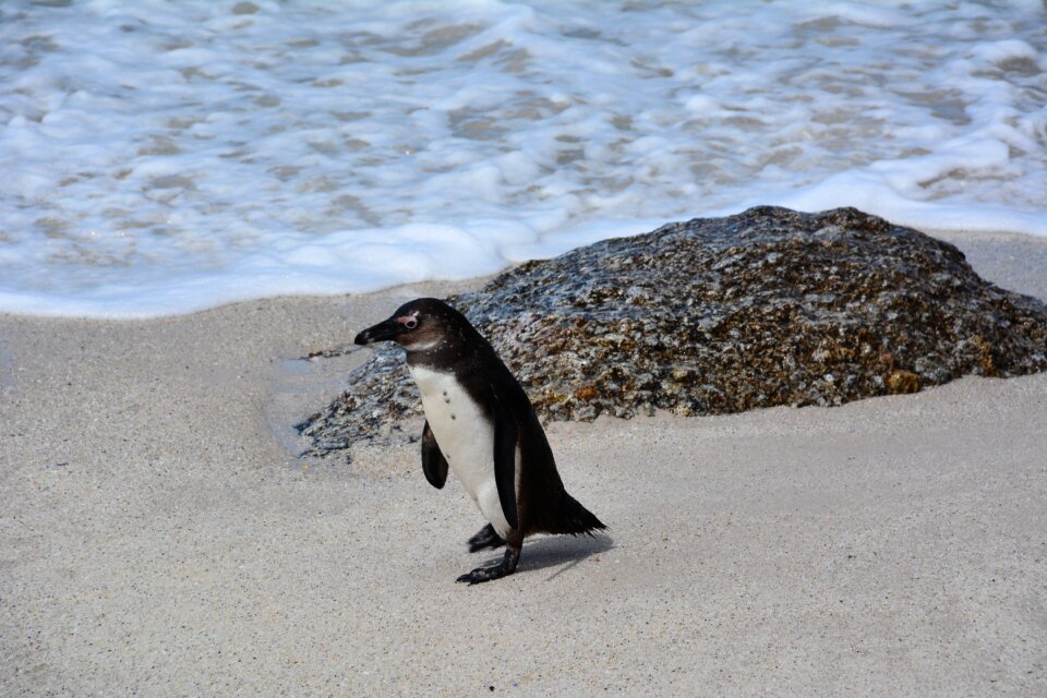 Penguin south africa bolders beach