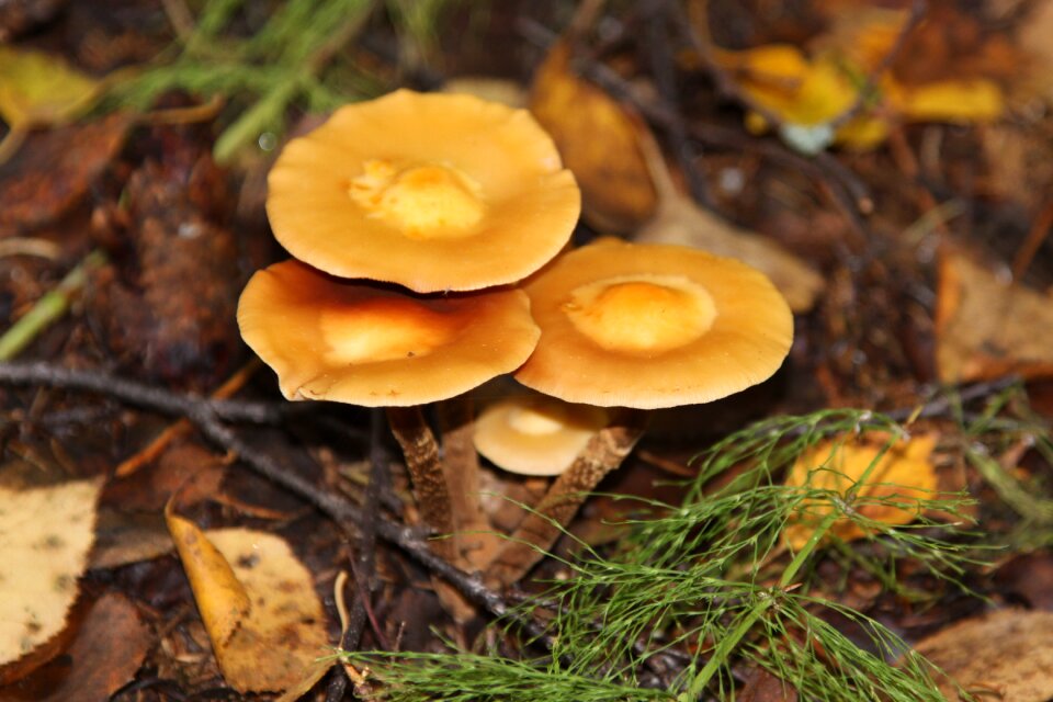 Nature picnic mushrooms
