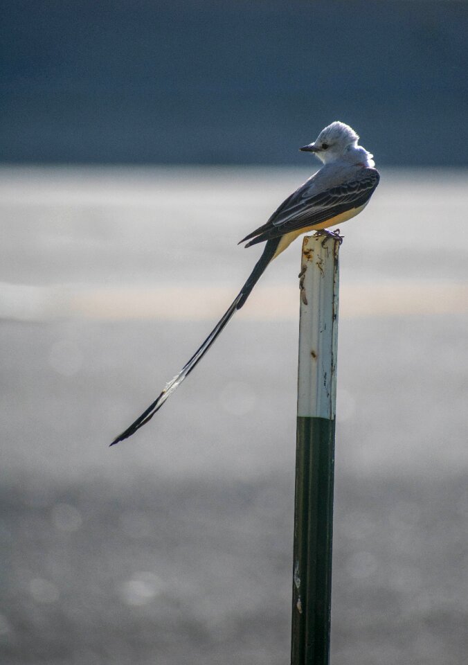 Wildlife balance oklahoma