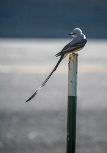Wildlife balance oklahoma