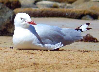 Animal seagull photo