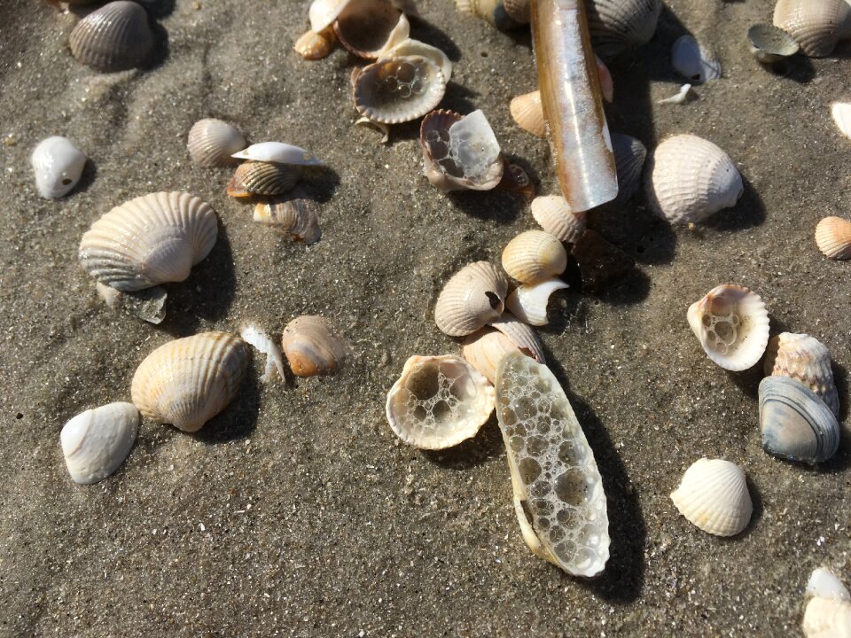 Mussels flotsam coast